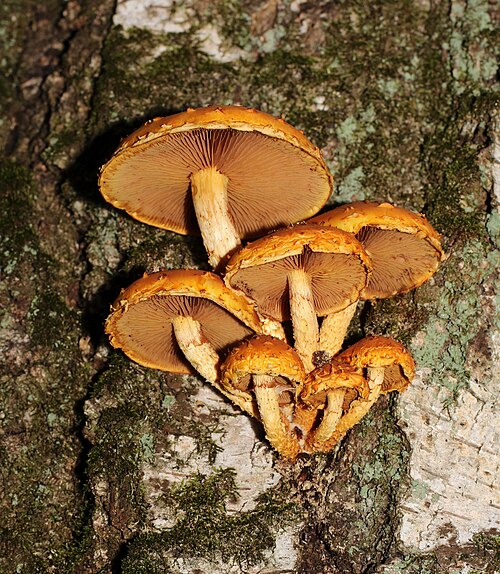 Goldfell-Schüppling (Pholiota aurivella)