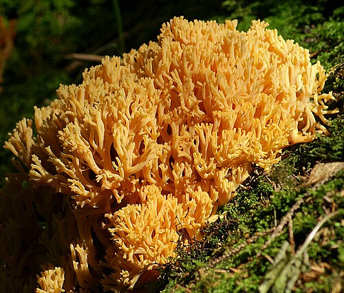 Goldgelbe Koralle (Ramaria aurea)