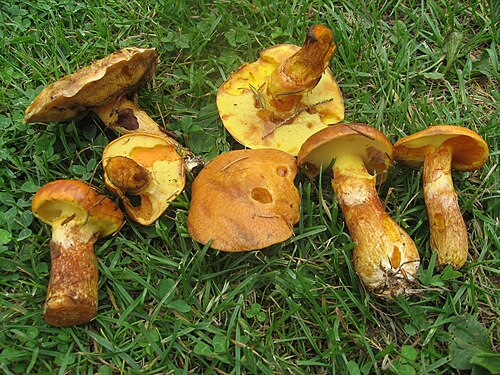 Goldröhrling (Suillus grevillei)