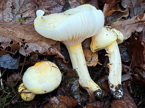 Goldzahnschneckling (Hygrophorus chrysodon)