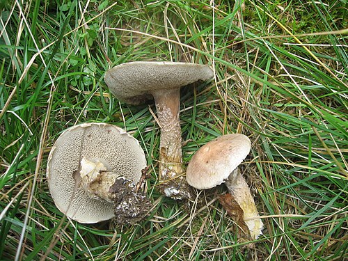 Grauer Lärchenröhrling (Suillus viscidus)