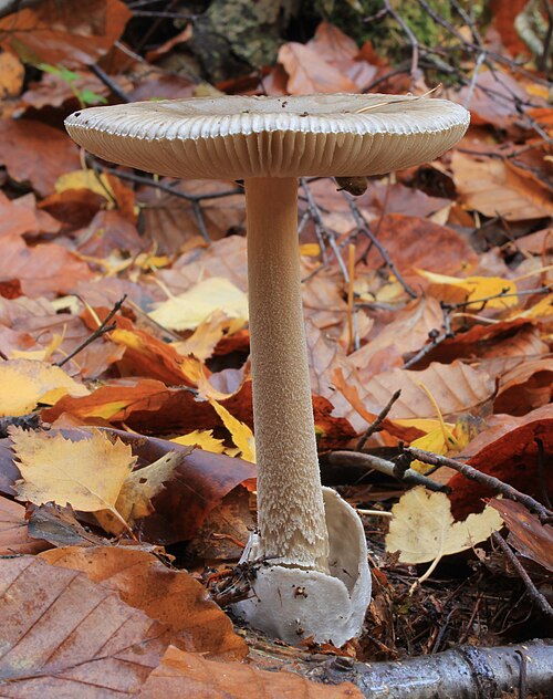 Grauer Scheidenstreifling (Amanita vaginata)