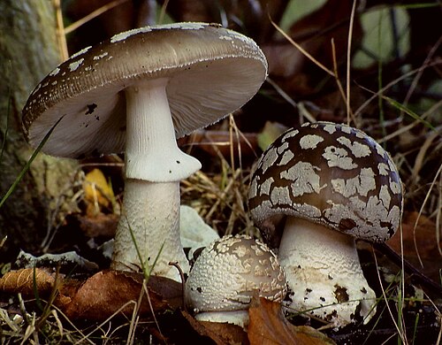 Grauer Wulstling (Amanita excelsa)