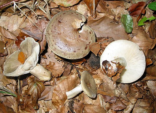 Graugrüner Milchling (Lactarius blennius)