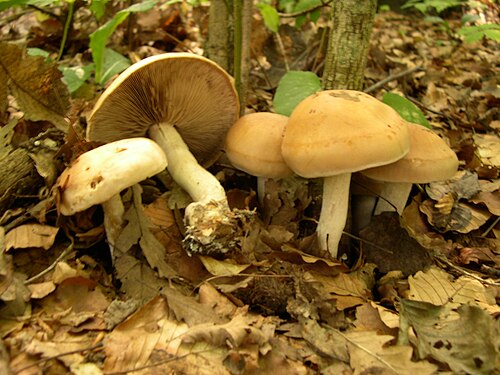 Großer Rettich-Fälbling (Hebeloma sinapizans)