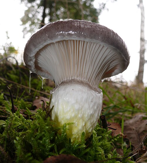 Großer Schmierling (Gomphidius glutinosus)