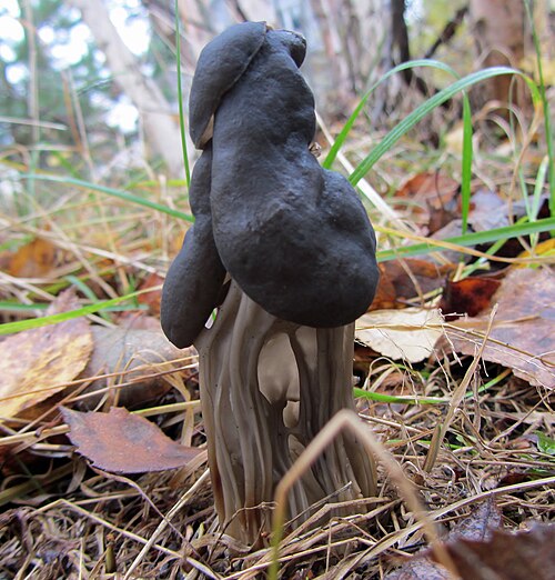 Grubenlorchel (Helvella lacunosa)