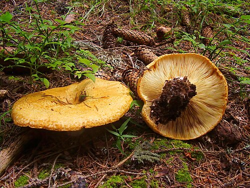 Grubiger Milchling (Lactarius scrobiculatus)