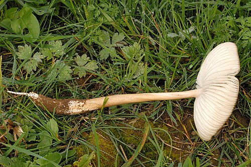Grubiger Wurzelrübling (Hymenopellis radicata)