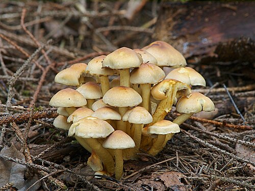 Grünblättriger Schwefelkopf (Hypholoma fasciculare)