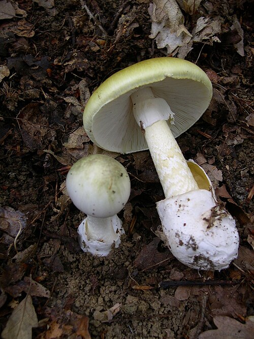 Grüner Knollenblätterpilz (Amanita phalloides)