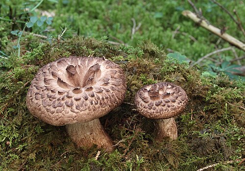 Habichtspilz (Sarcodon imbricatus)