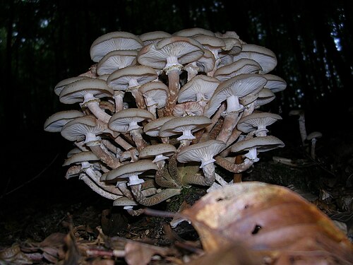 Hallimasch (Armillaria mellea)