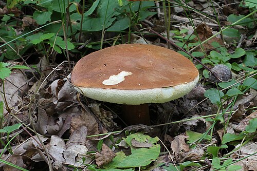 Hasenröhrling (Gyroporus castaneus)
