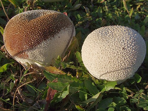 Hasenstäubling (Lycoperdon utriforme)
