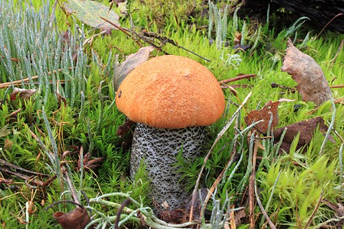 Heide-Rotkappe (Leccinum versipelle)