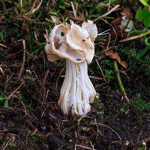 Herbstlorchel (Helvella crispa)