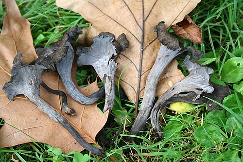 Herbsttrompete (Craterellus cornucopioides)