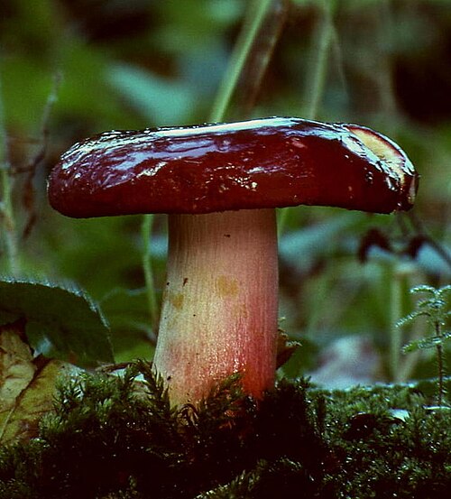 Heringstäubling (Russula xerampelina)