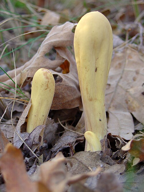 Herkuleskeule (Clavariadelphus pistillaris)