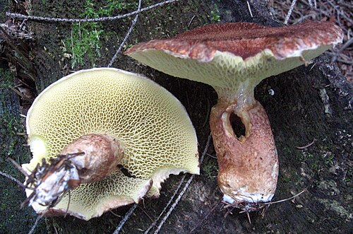 Hohlfußröhrling (Suillus cavipes)