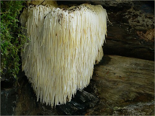 Igel-Stachelbart (Hericium erinaceus)