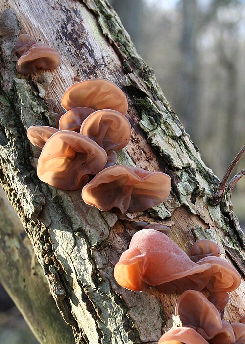 Judasohr (Auricularia auricula-judae)