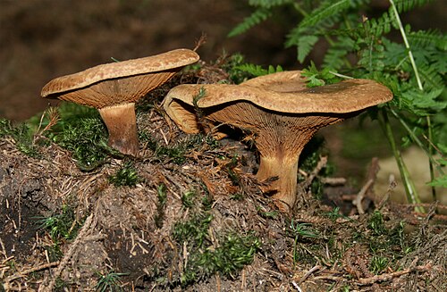Kahler Krempling (Paxillus involutus)