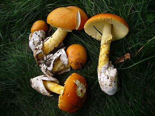 Kaiserling (Amanita caesarea)