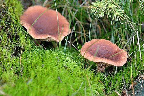Kampfer-Milchling (Lactarius camphoratus)