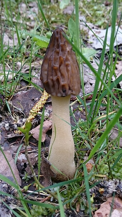 Käppchenmorchel (Morchella semilibera)