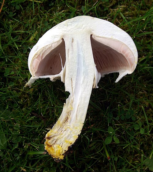 Karbol-Champignon (Agaricus xanthodermus)