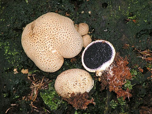 Kartoffelbovist (Scleroderma citrinum)