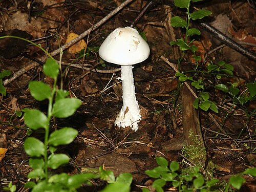 Kegelhütiger Knollenblätterpilz (Amanita virosa)