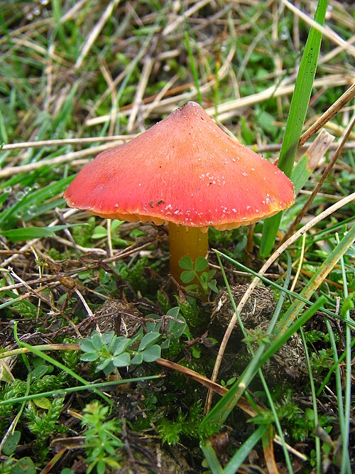 Kegeliger Saftling (Hygrocybe conica)