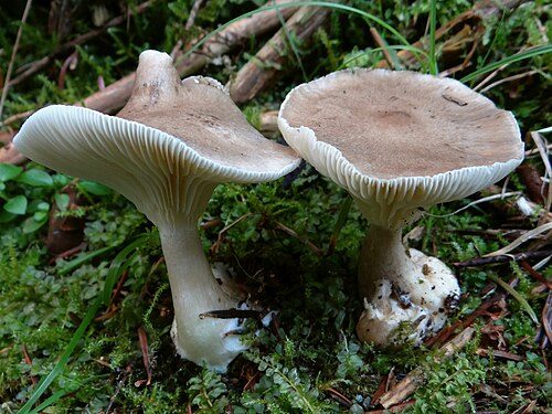 Keulenfuß-Trichterling (Ampulloclitocybe clavipes)