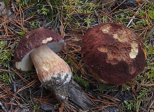 Kiefern-Steinpilz (Boletus pinophilus)