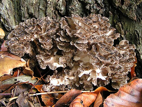 Klapperschwamm (Grifola frondosa)