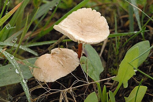 Knoblauchschwindling (Mycetinis scorodonius)