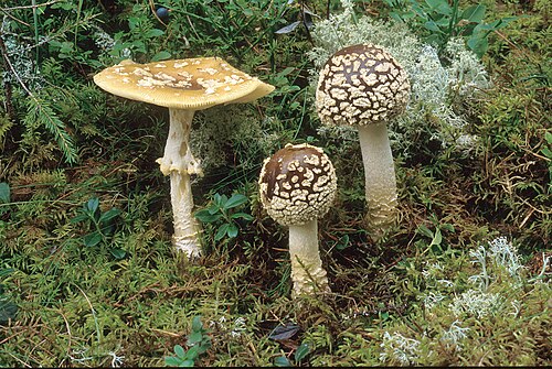 Königsfliegenpilz (Amanita regalis)