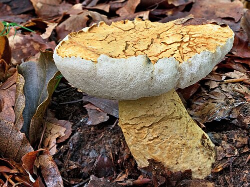 Kornblumenröhrling (Gyroporus cyanescens)
