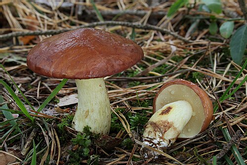 Körnchenröhrling (Suillus granulatus)