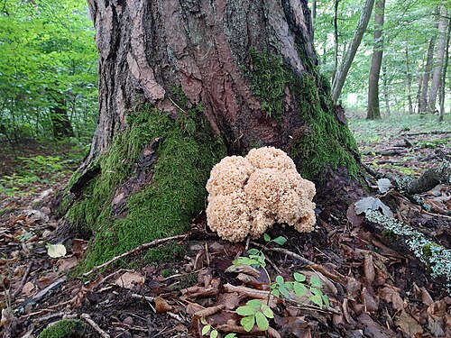 Krause Glucke (Sparassis crispa)