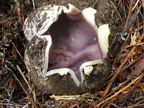 Kronenbecherling (Sarcosphaera coronaria)