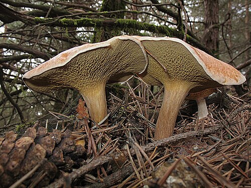 Kuhröhrling (Suillus bovinus)