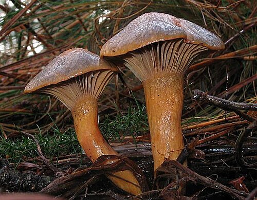Kupferroter Gelbfuß (Chroogomphus rutilus)