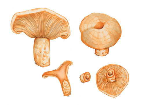 Lachsreizker (Lactarius salmonicolor)