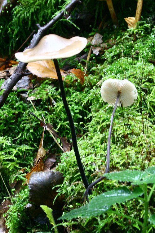 Langstieliger Knoblauchschwindling (Mycetinis alliaceus)