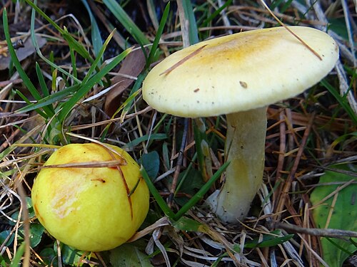 Lärchenschneckling (Hygrophorus lucorum)