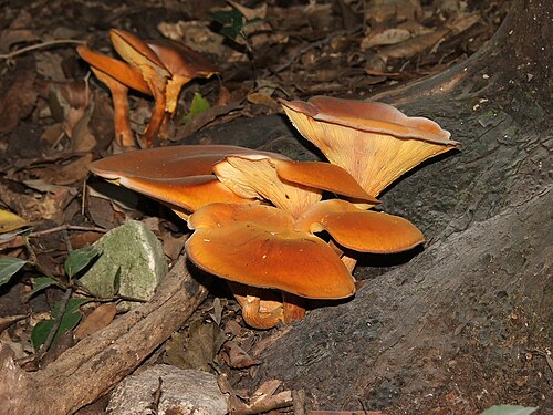 Leuchtender Ölbaumpilz (Omphalotus olearius)